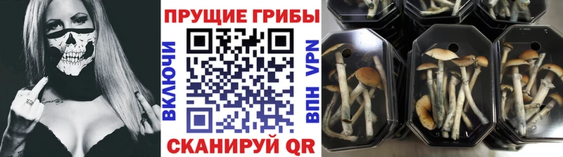 Купить где  Короча  Галлюциногенные грибы мухоморы 